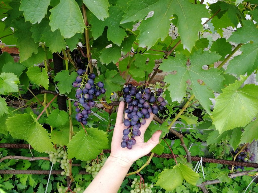 Сорт винограда муромец фото и описание