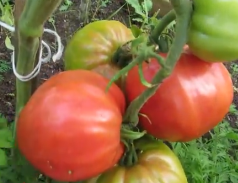 Лучшие сорта томатов, крупноплодные для теплиц - Абаканский