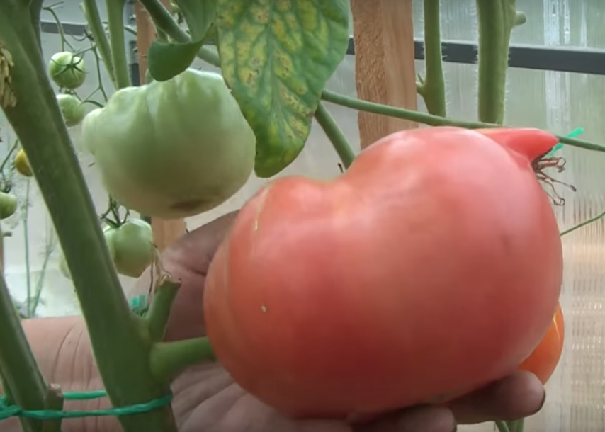 Лучшие сорта томатов, крупноплодные - Бугай