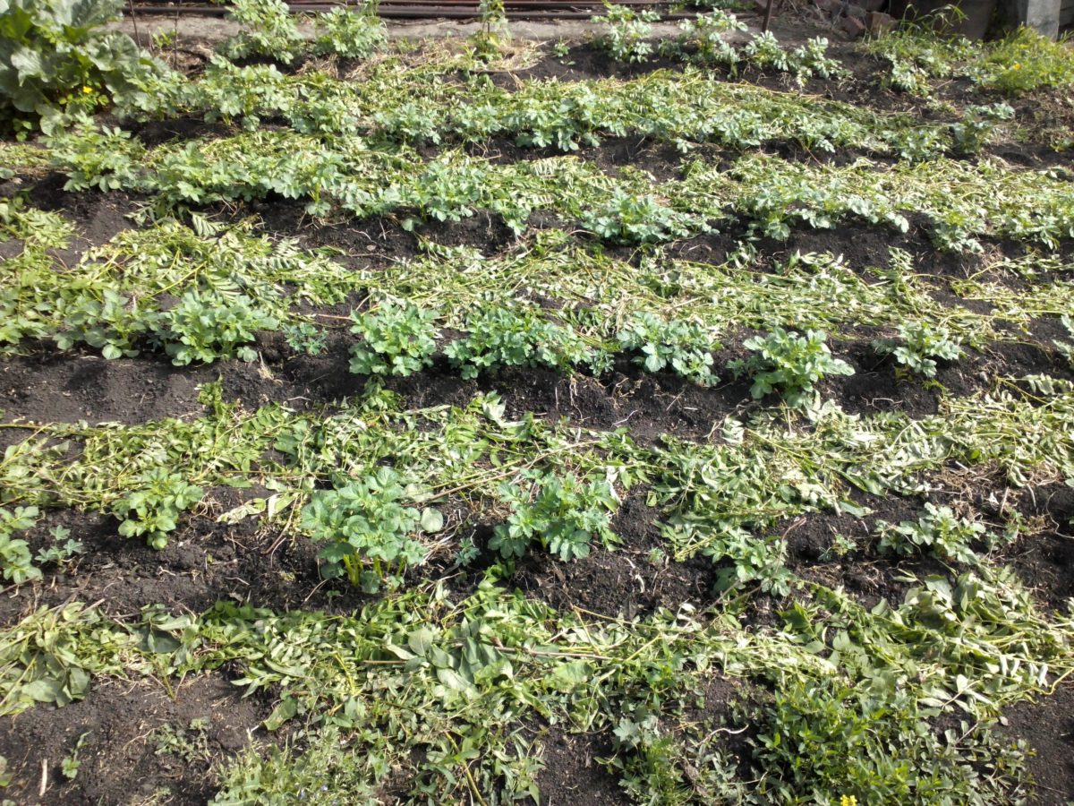 Картофель: выращивание из семян, мой опыт