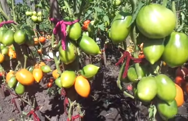 Кусты сорта томатов Золотой Кёнигсберг