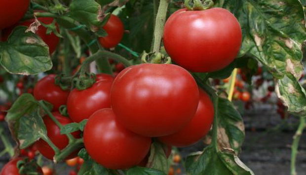 Сорта томатов для открытого грунта Сибири