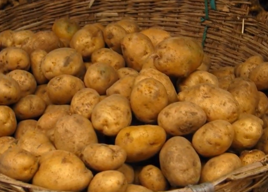 Немецкий сорт картофеля Адретта