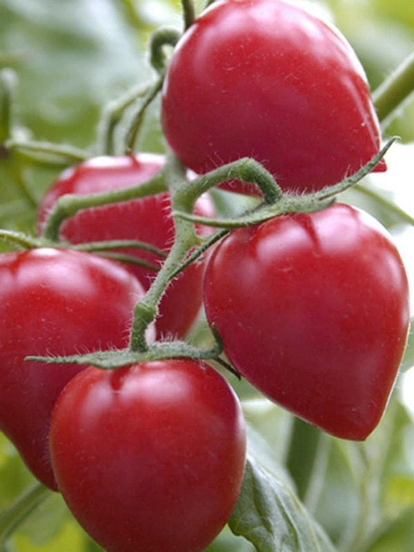 Семена сорта томатов для открытого грунта Сибири - Кемеровец