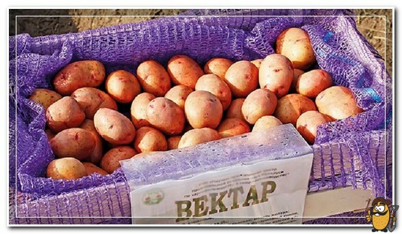 Сорт картофеля Вектор белорусский 