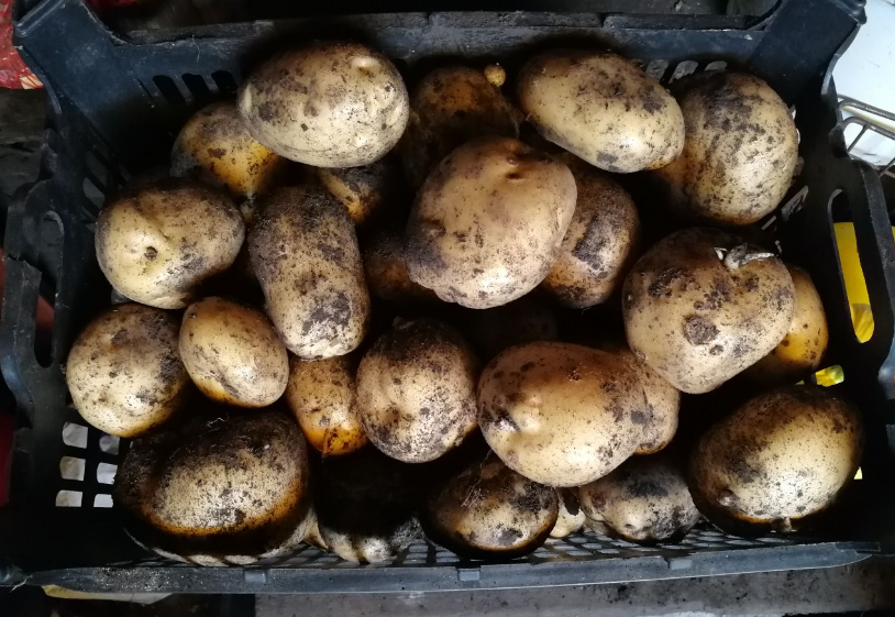 белорусские сорта картофеля