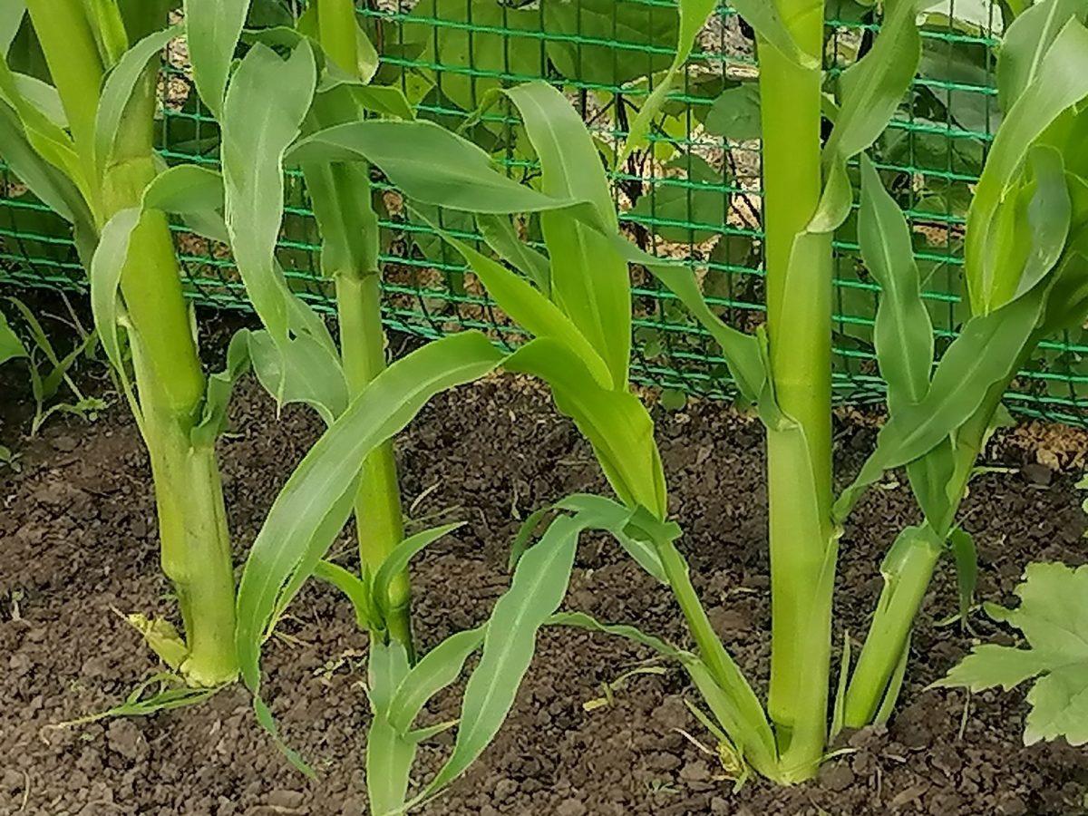 пасынки у кукурузы