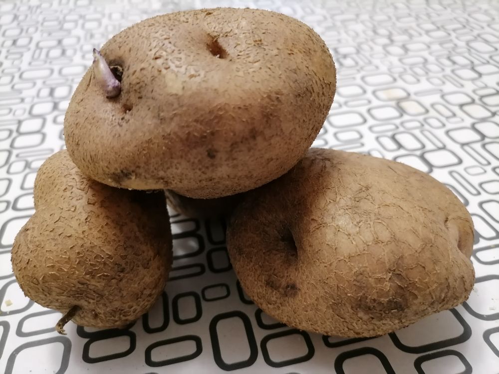 Картофель лапоть описание отзывы. Заменитель картофеля. Аналог картофеля. Картофель Жуковский фото.