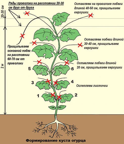 Огурцы плохо растут, если их неправильно формировать 