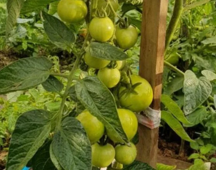 Интуиция F1- рясные томаты для теплиц