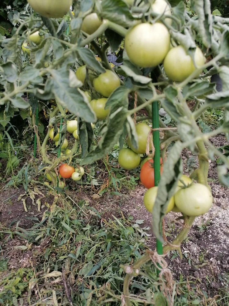 Томат лакомка, помидоры зреют на кустах