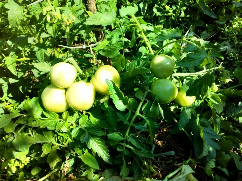 Формирование томатов в 2-3 стебля
