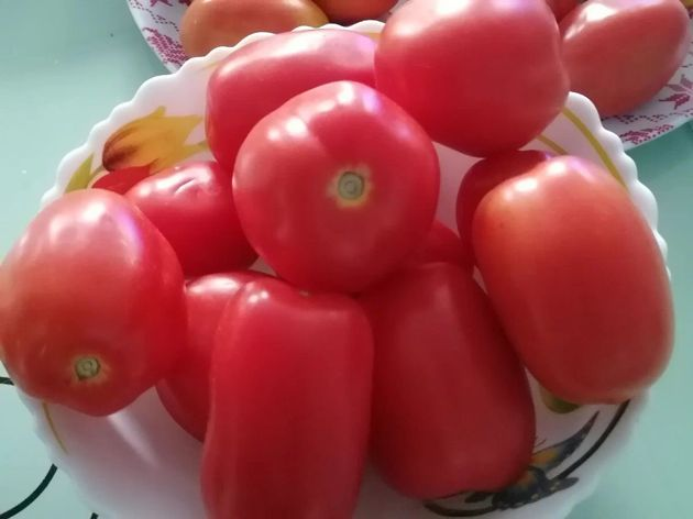 Помидоры Успех, отзыв о томатах без рассады