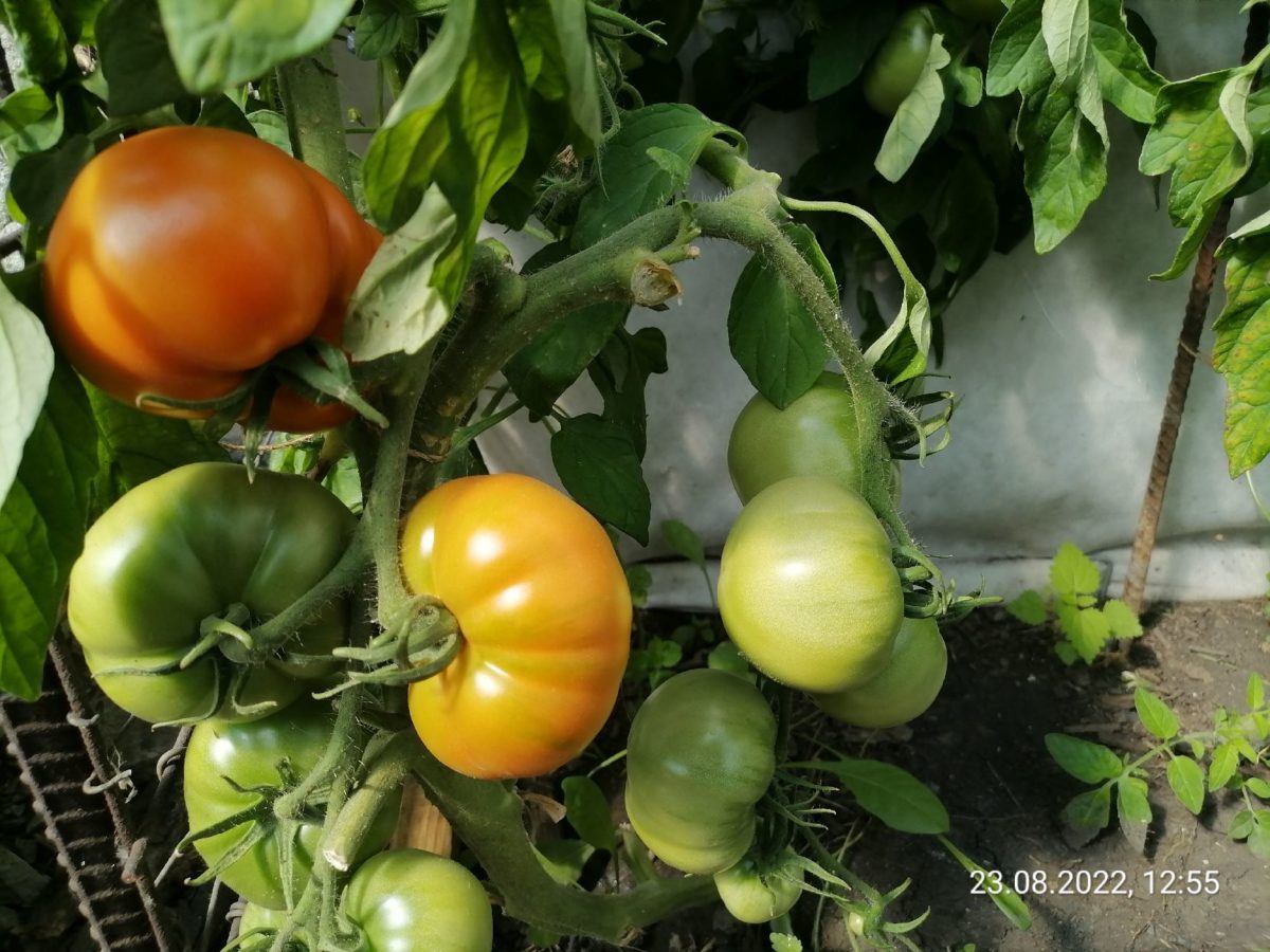 Отзыв о томатах без рассады