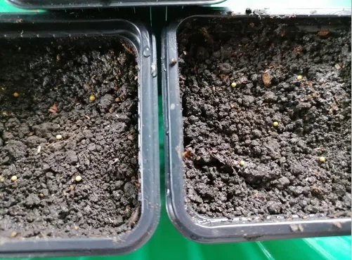 Семена в гранулах раскладываю по уплотненной почве