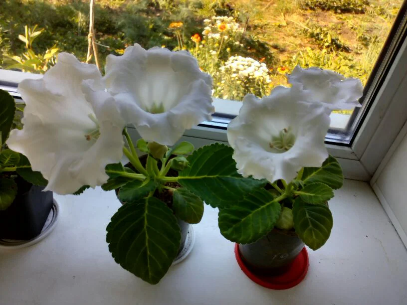 Белая глоксиния - первое цветение
