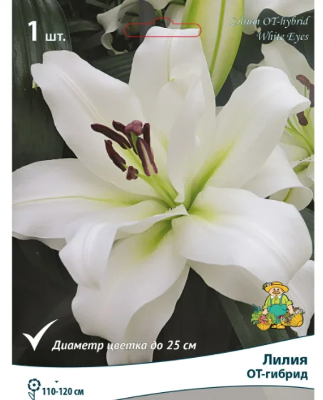 Белая лилия Уайт Айз ОТ-гибрид
