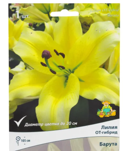 Желтая лилия ОТ-гибрид Барута