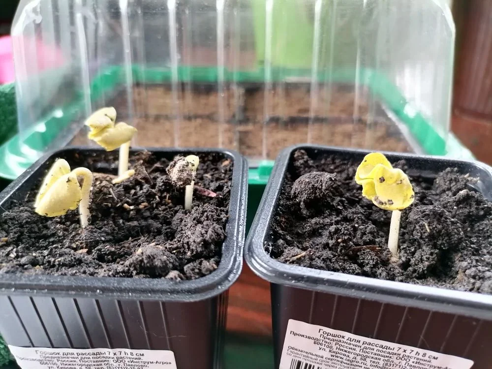 Выращивание хлопчатника из семян в домашних условиях 