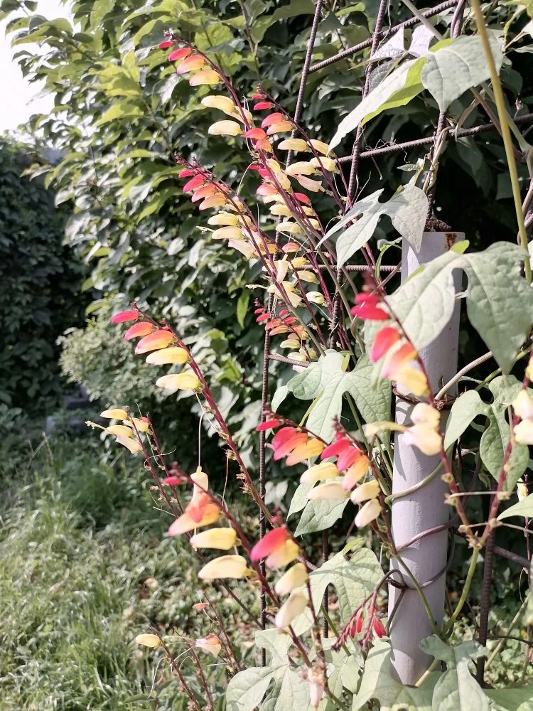 Мина лобата - однолетнее вьющееся растение 