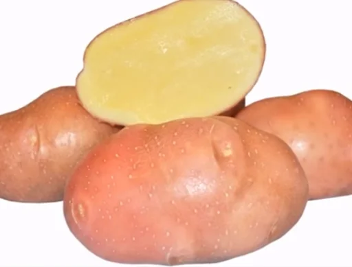 Немецкие сорта картофеля - фото Белларозы