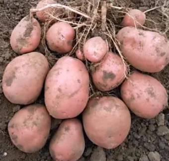 Урожай сорта картофеля Беллароза