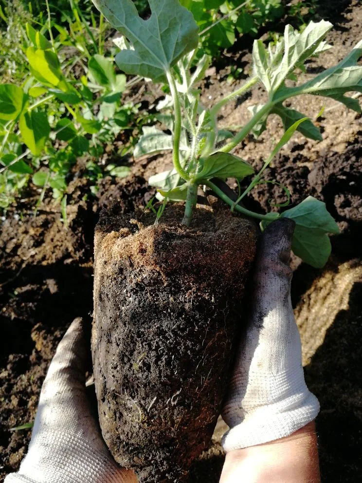 Рассаде арбуза 30 дней, фото автора