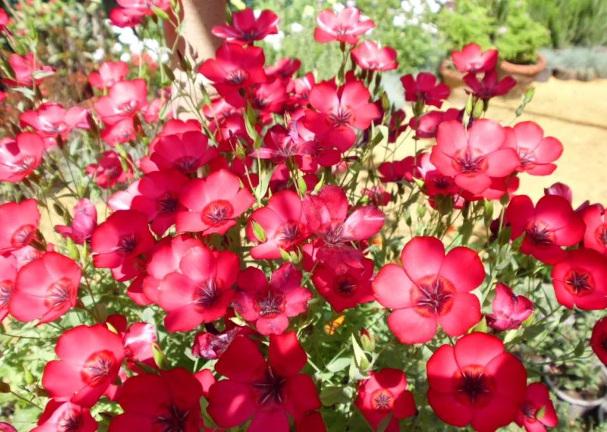 Лен Рубрум - цветы без рассады, семенами сразу в грунт