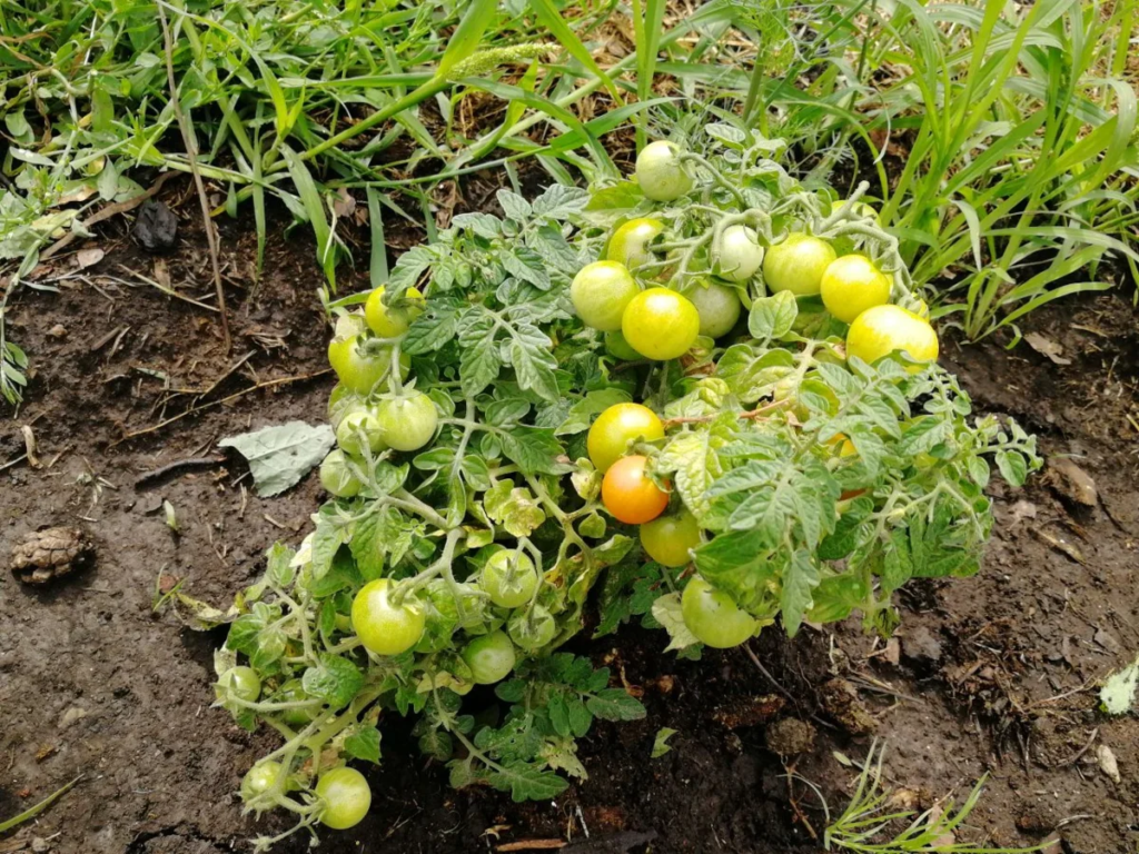На свежем воздухе комнатные томаты более урожайны