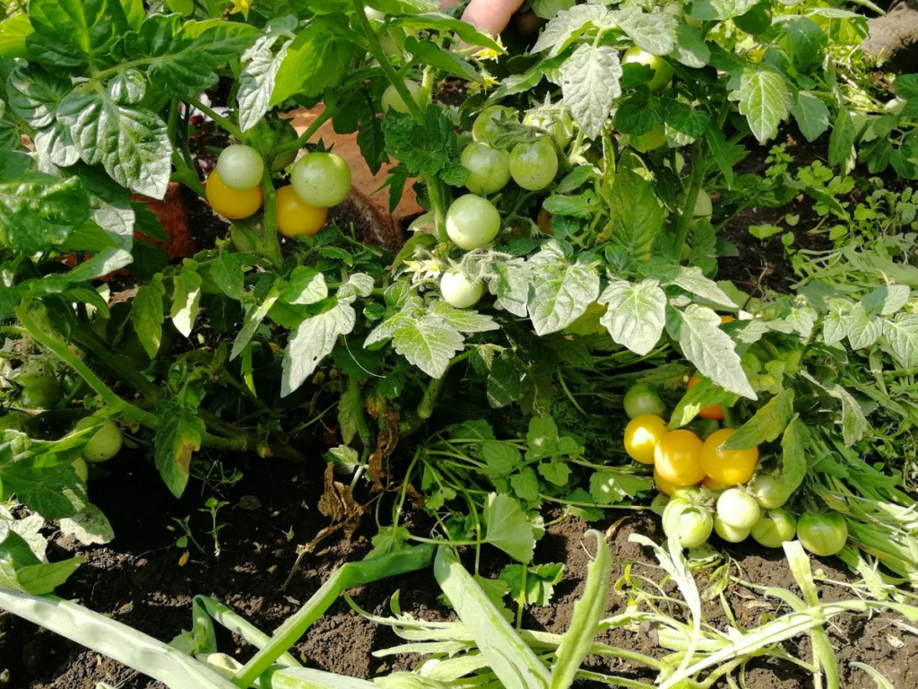 Комнатные томаты после высадки в грунт
