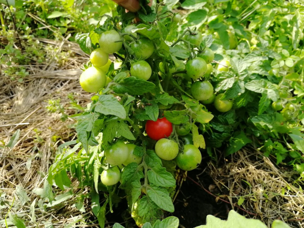 Комнатные томаты Клюква в сахаре ложатся на землю