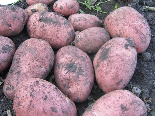 Белорусские сорта картофеля: фото Манифест