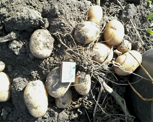 Белорусский сорт картофеля Ласунок