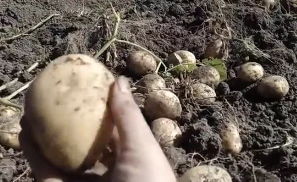 Сорт картофеля белорусской селекции Уладар