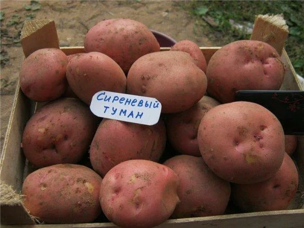 Сорт картофеля Сиреневый туман