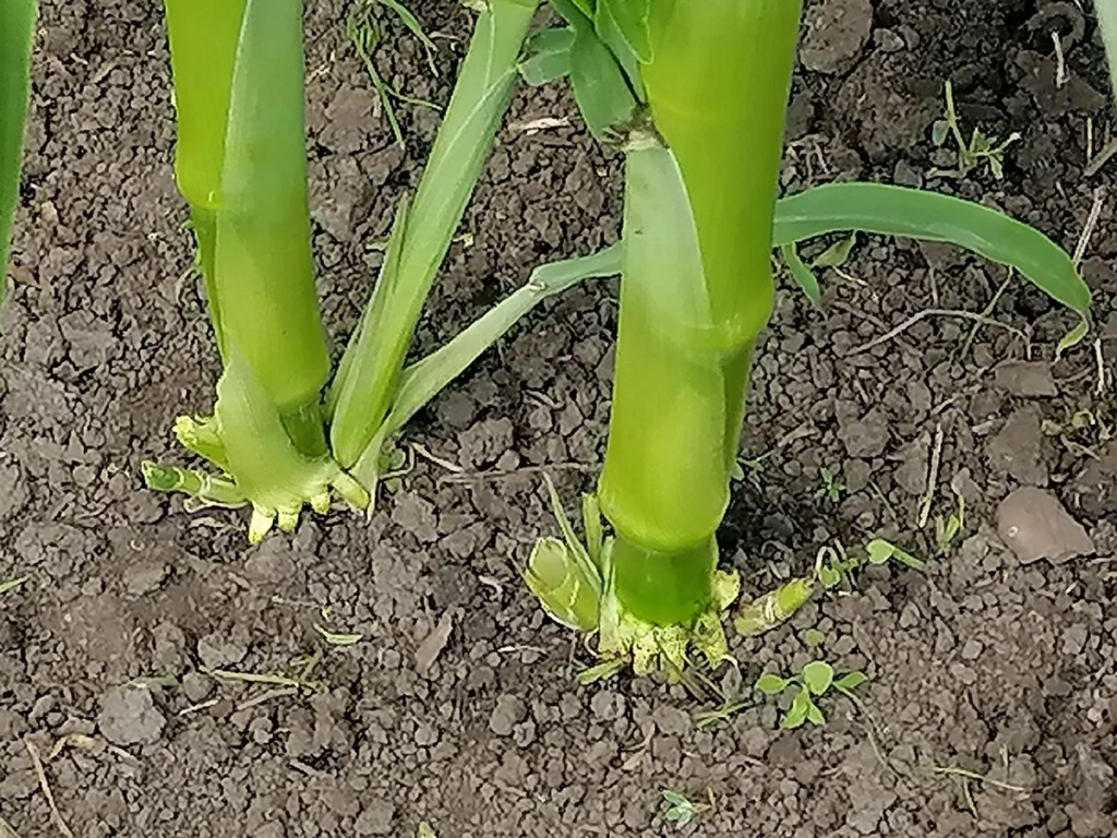 Воздушные корни кукурузы