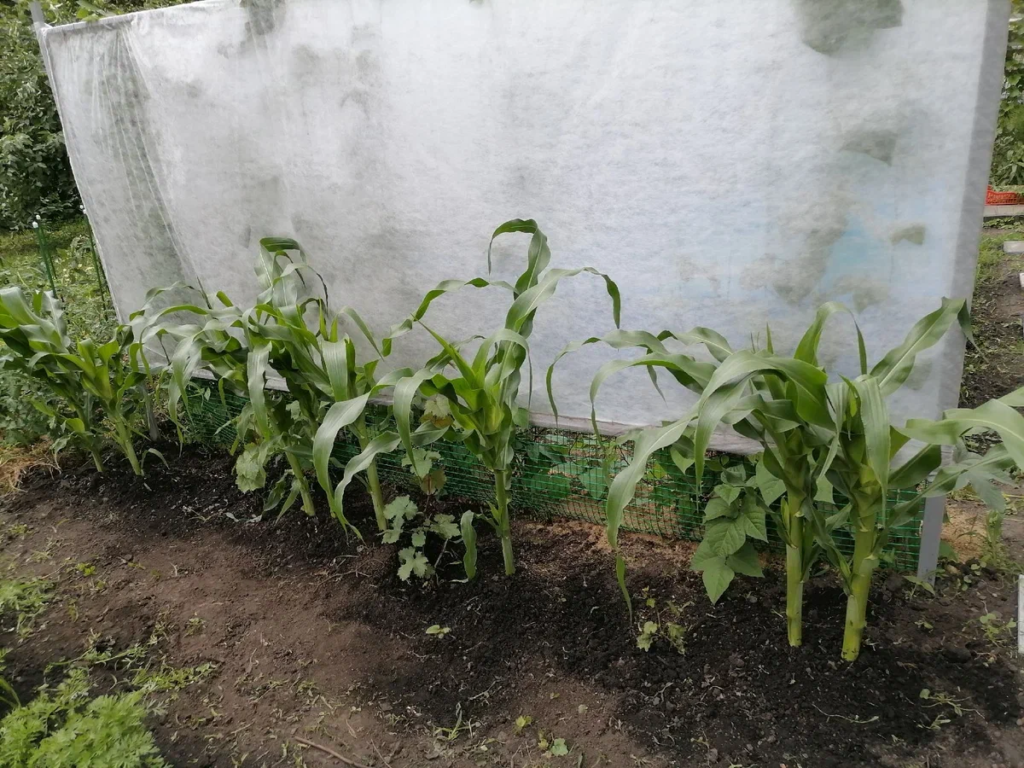 Выращивание кукурузы в открытом грунте Сибири 
