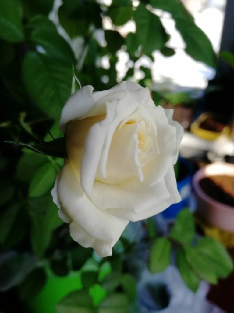 Роза цветет во время передержки дома