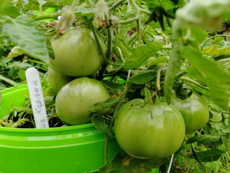 Выращивание в ведрах томатов 