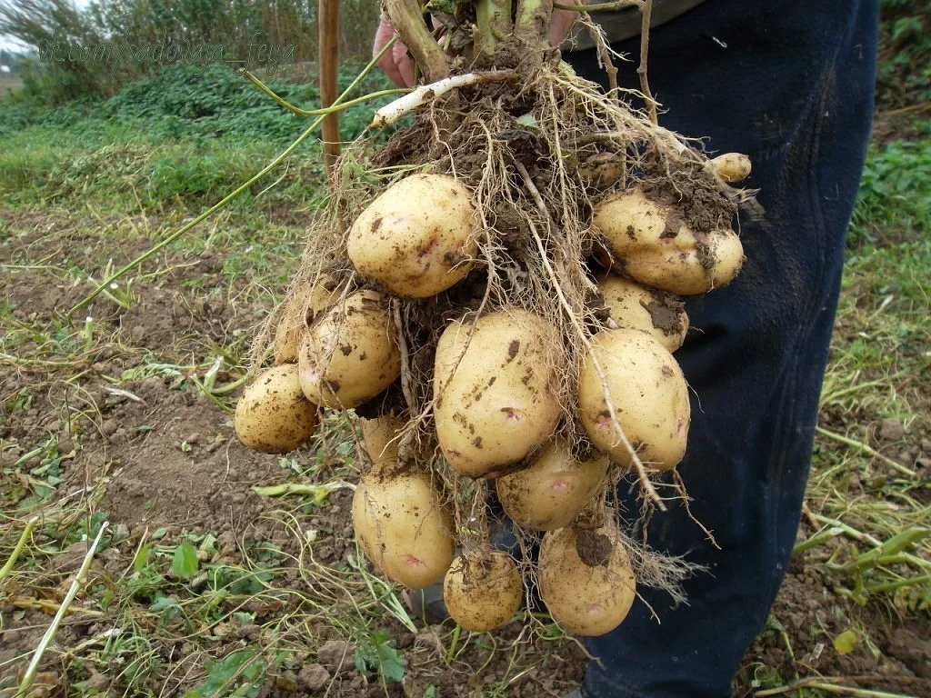 Окучивать картофель, значит стимулировать образование клубней