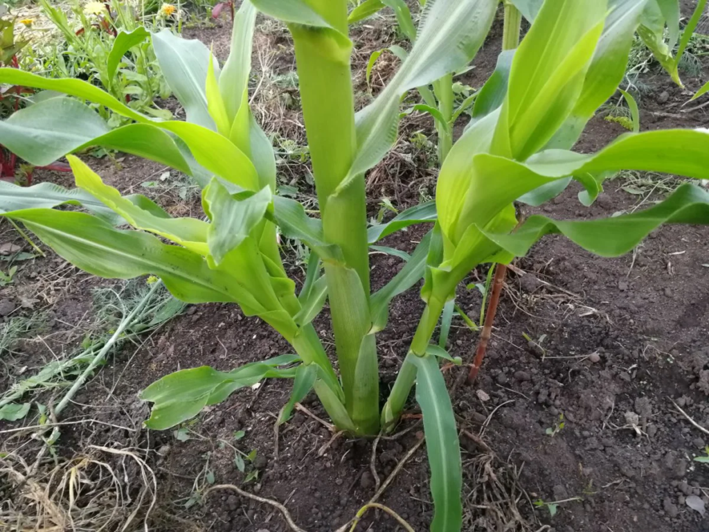 Пасынки кукурузы