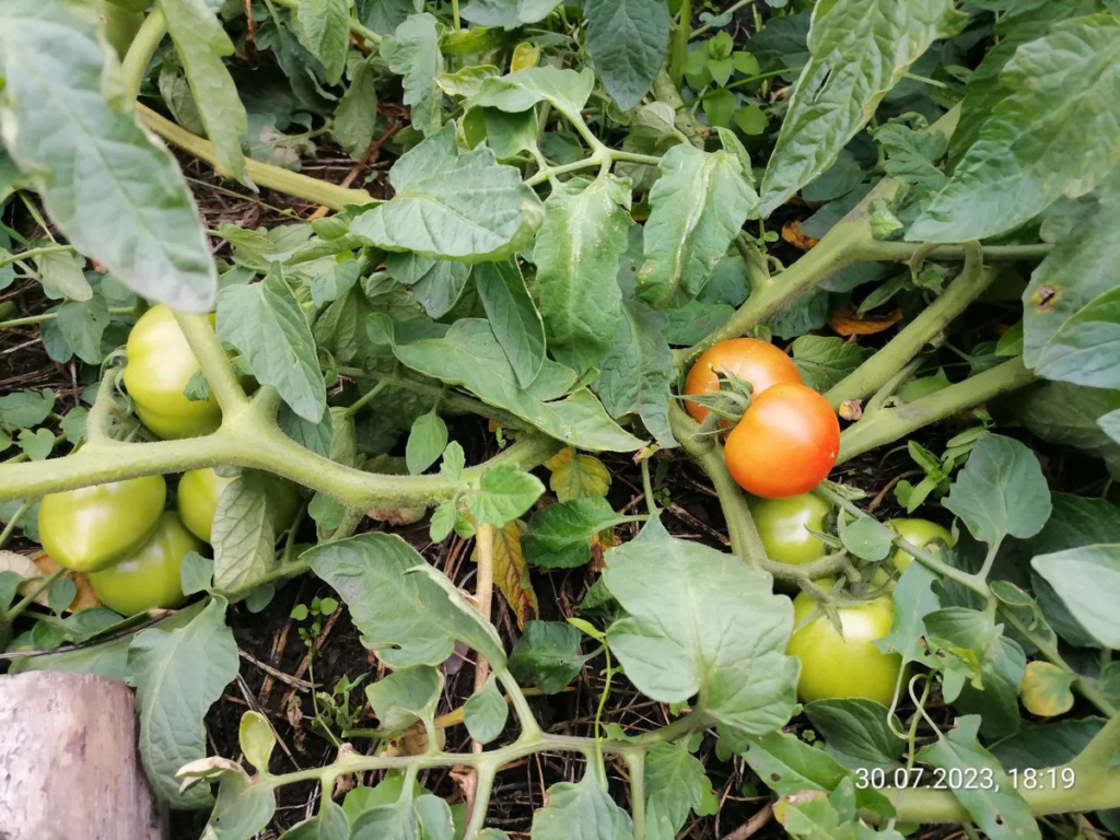 Как растут томаты без подвязки, на фото Полбиг