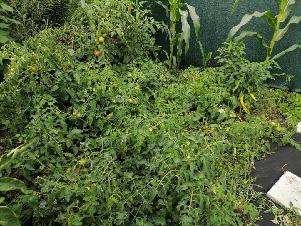 Томаты без подвязки, в расстил: с ближнего края томат Катя, а возле кукурузы лежат 2 куста гибрида Полбиг