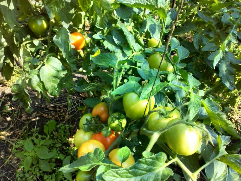 Все томаты из открытого грунта убираю в начале сентября, фото автора