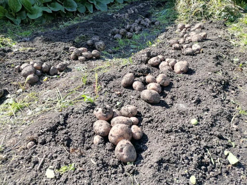 Урожай картофеля Синеглазка, фото автора