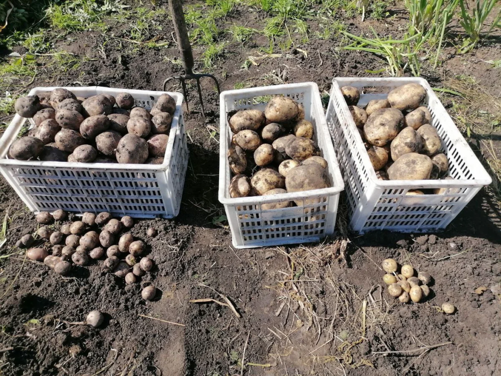 Урожай картофеля с пяти рядков двух сортов, слева Синеглазка и ее мелочь, справа 2 ящика Таная и его мелочь