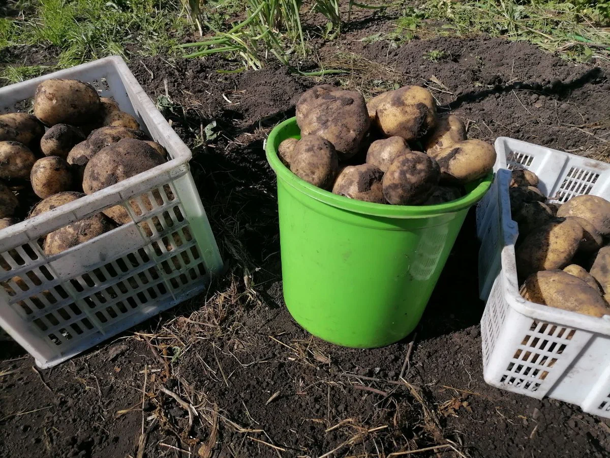 Сколько картошки можно накопать с одного куста и с полсотки земли