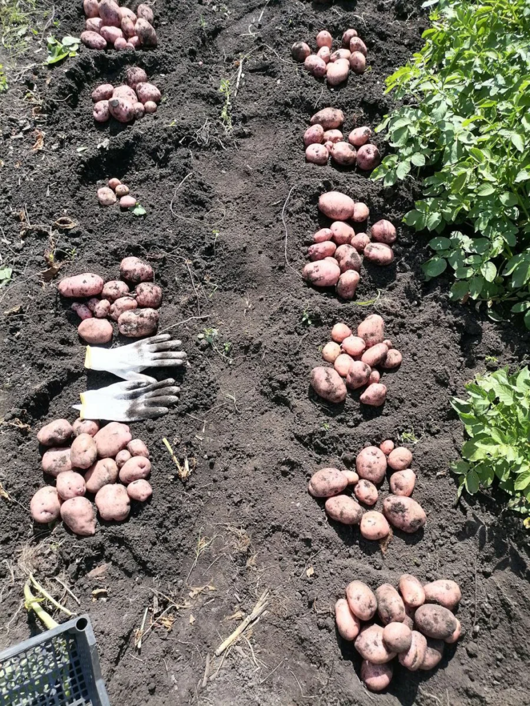 Картофель Жуковский ранний копала в начале августа, а ели его с середины июля, при посадке 20 мая