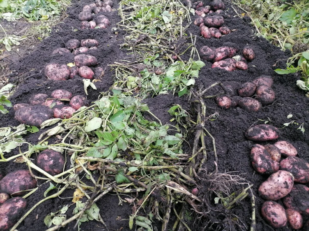 Копаю картофель Ароза