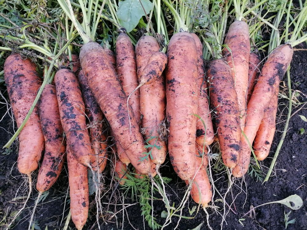 Сладкие сорта моркови сортотипа Нантская 